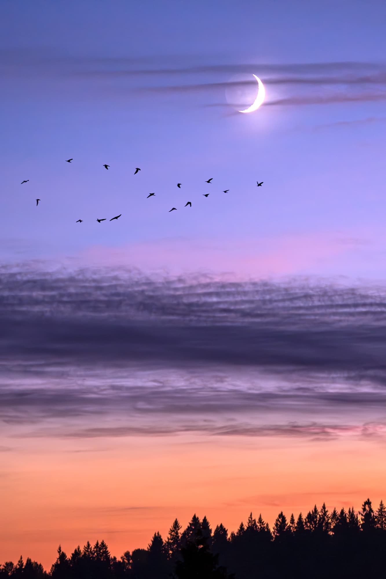 Crescent moon and a flock of birds over a pastel sunset