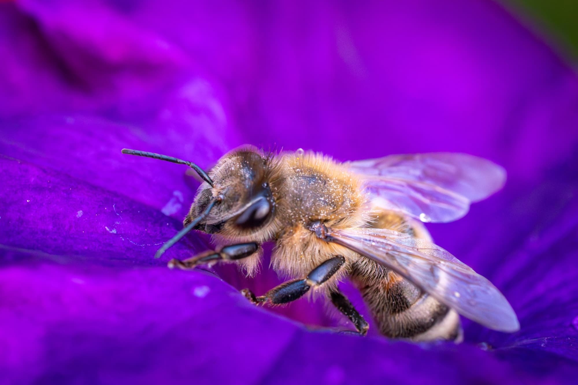 Honeybee gathering pollen inside a violet bloom