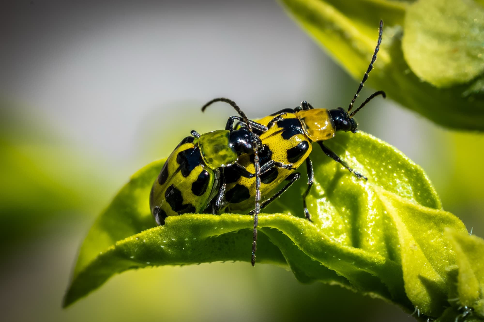 Spotted cucumber beetles on a bright green leaf
