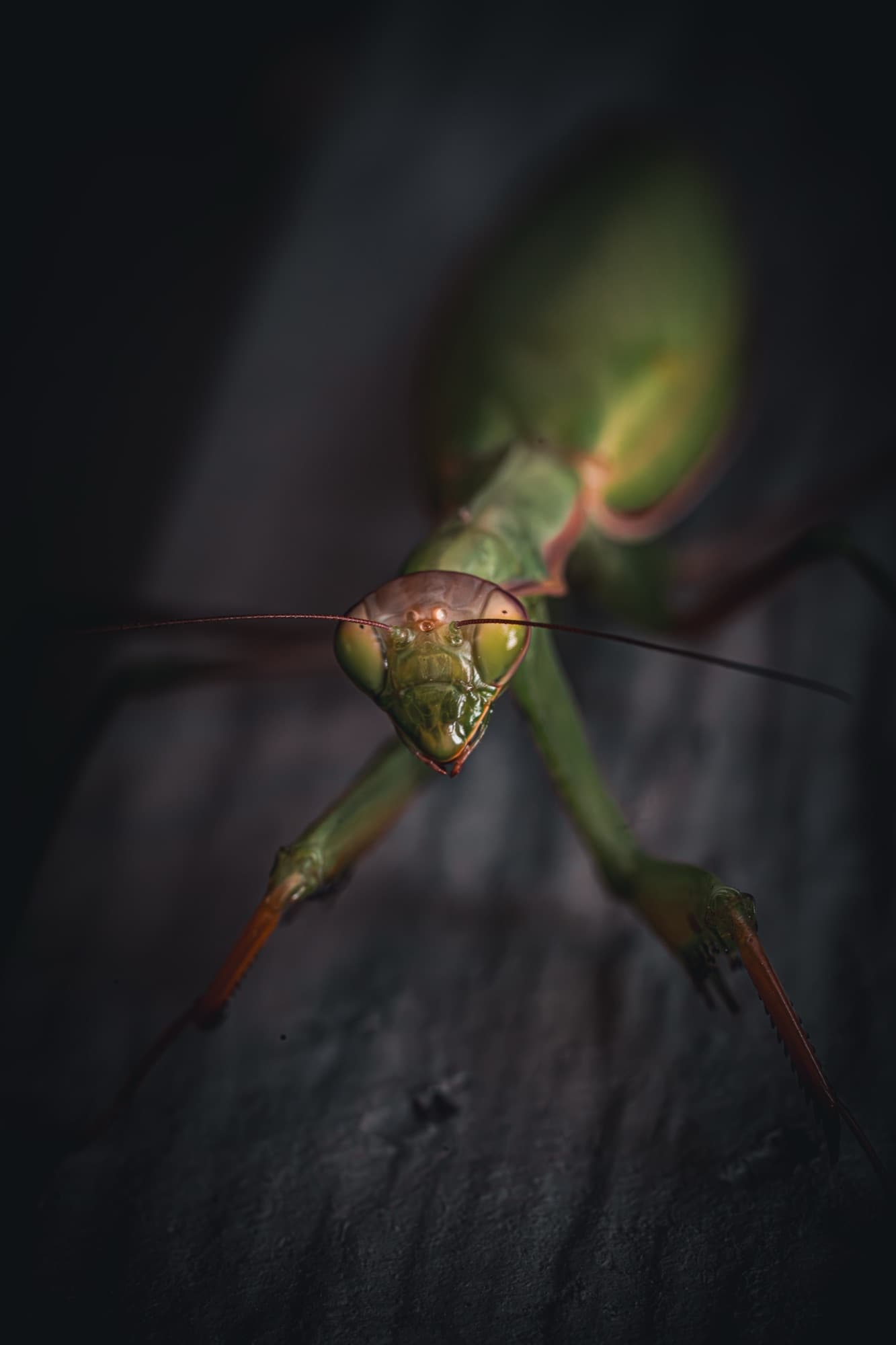 Praying mantis staring down the lens