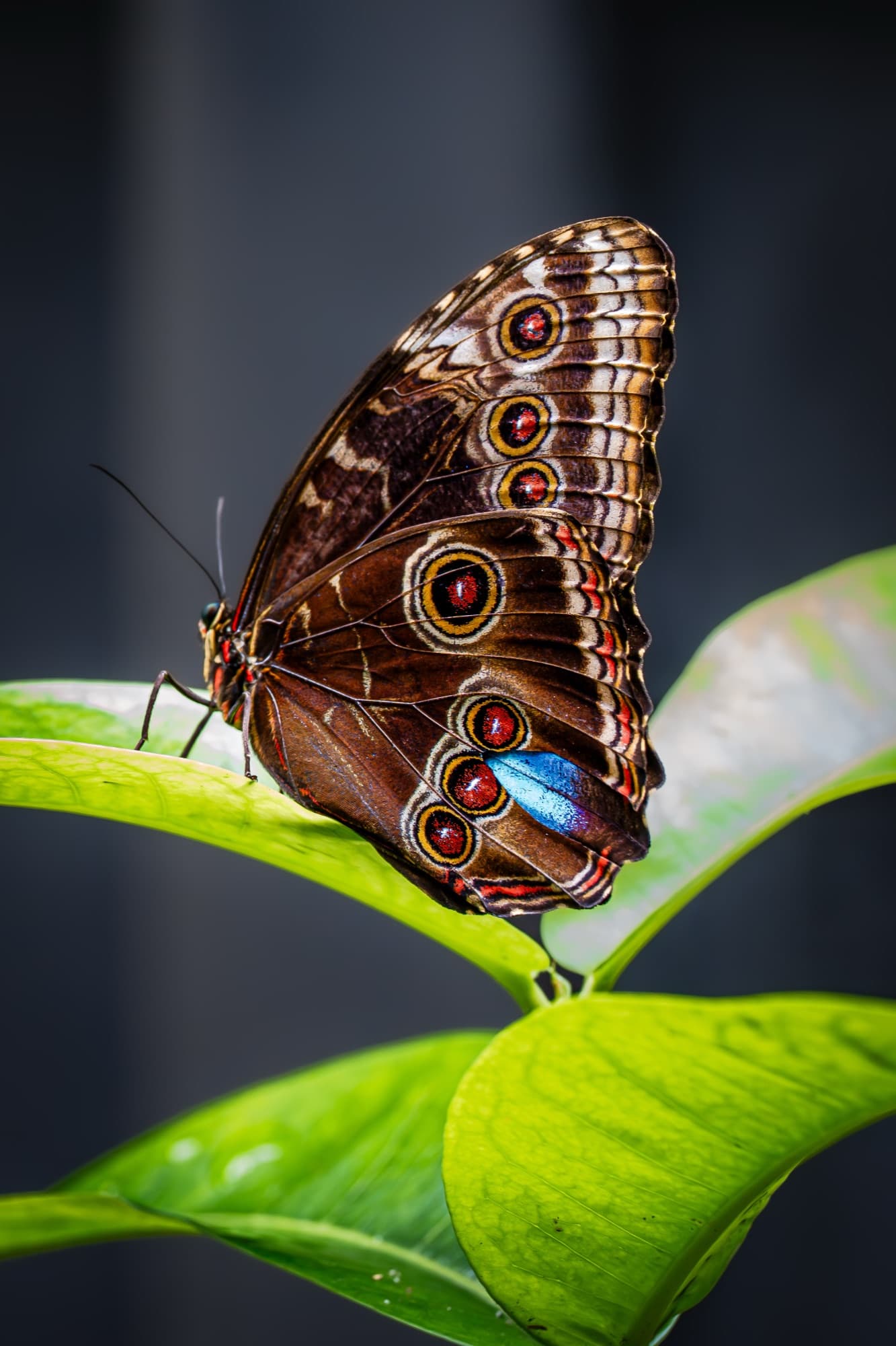 Blue morpho butterfly perched on a leaf, wings closed