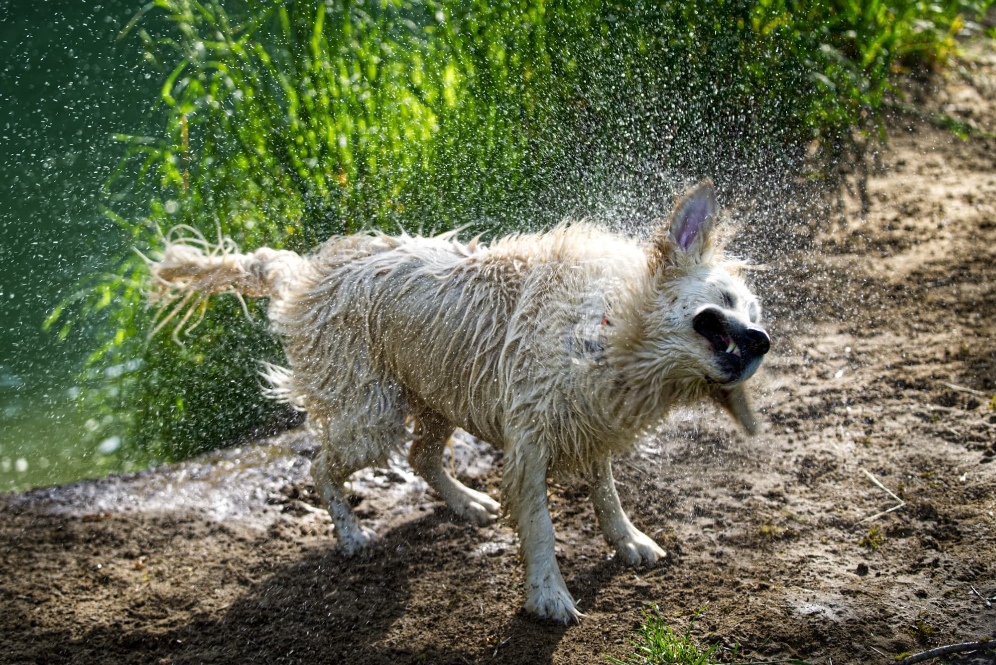 Dog shaking off water at the riverbank, droplets frozen mid-air