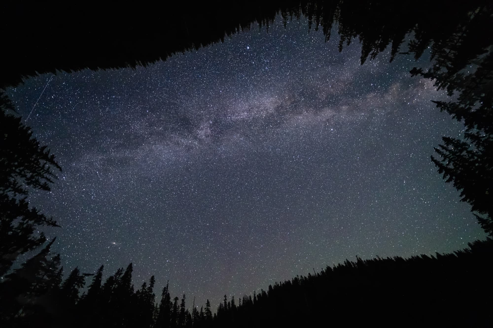 The Milky Way framed by a ring of evergreen silhouettes